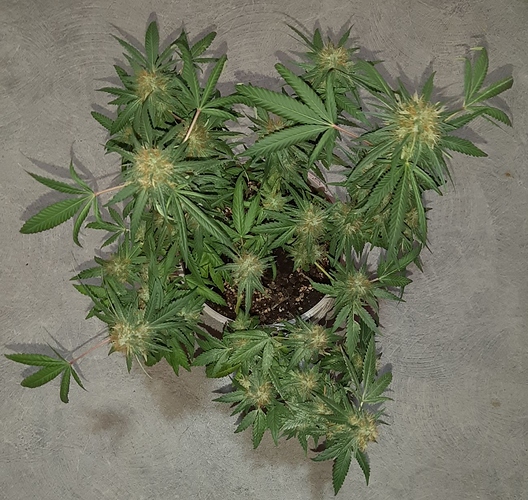 Growreport Bild 5