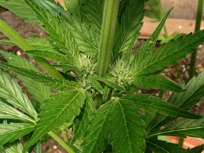 051_GorillaZucker_02