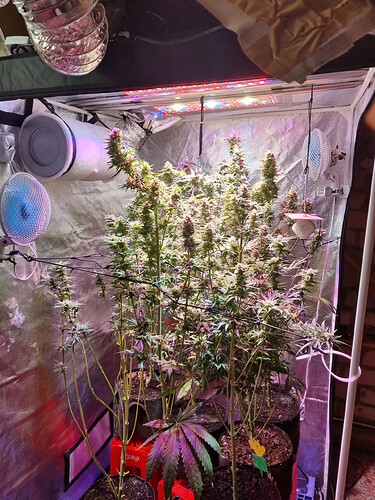 Growreport Bild 33