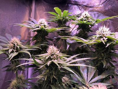 Growreport Bild 17