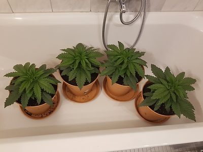 Growreport Bild 11
