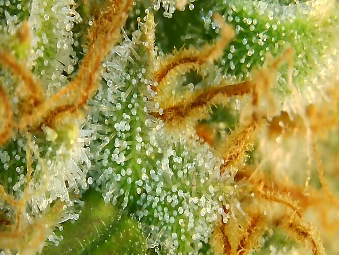 Growreport Bild 4