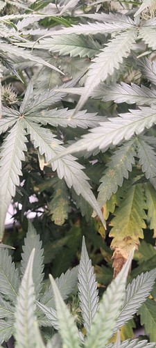 Growreport Bild 11