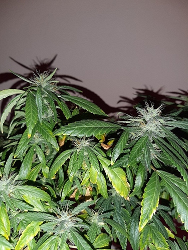 Growreport Bild 3