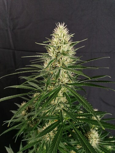 Growreport Bild 28