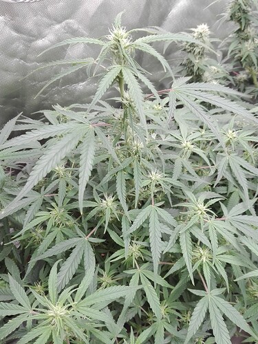 Growreport Bild 12