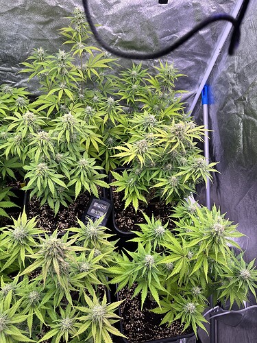Growreport Bild 2