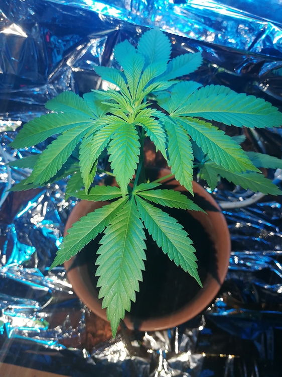 Meine flanze läßt alles Blätter hängen Anfänger Forum