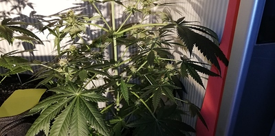 Growreport Bild 4