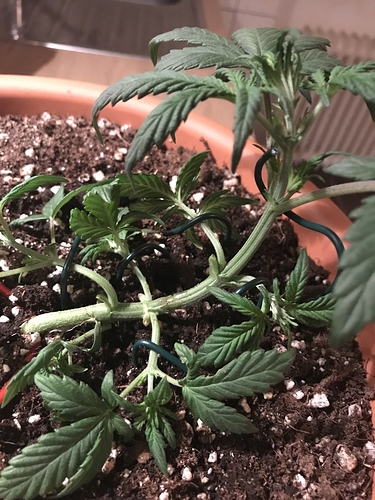 Growreport Bild 6