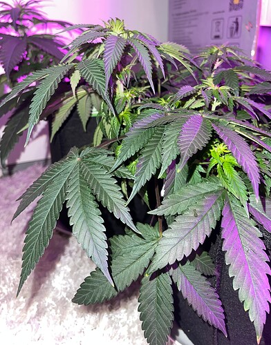 Growreport Bild 17