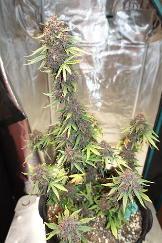 Growreport Bild 3