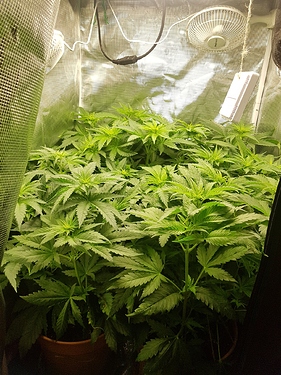 Growreport Bild 7