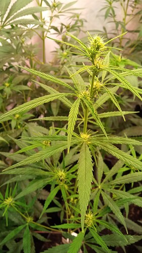 Growreport Bild 8