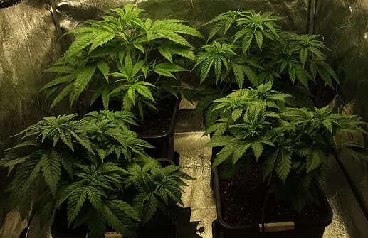 Growreport Bild 6
