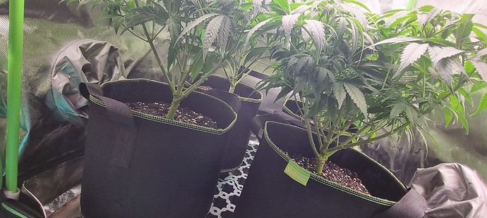 Growreport Bild 6