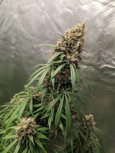 Growreport Bild 16