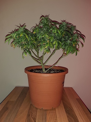 Growreport Bild 1