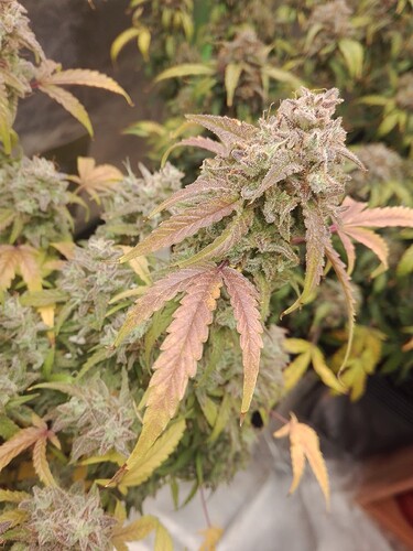 Growreport Bild 4