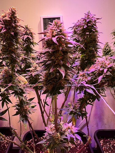 Growreport Bild 2