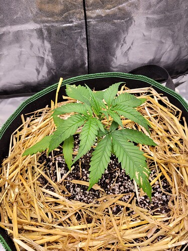 Growreport Bild 3