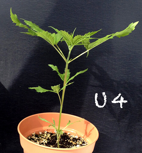 Growreport Bild 15