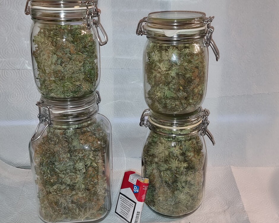 2*PurpleBud + 2*Purple Haze, ab BT 24, China LED YXO 2*240
