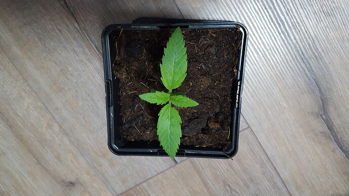 Growreport Bild 3