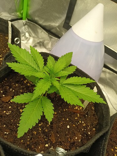 Growreport Bild 2