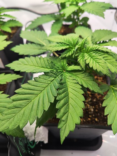 Growreport Bild 12