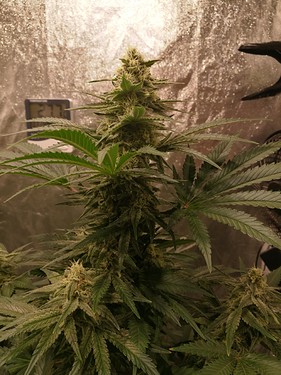 Growreport Bild 8