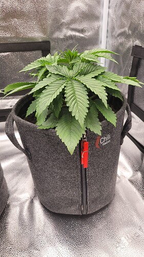 Growreport Bild 3