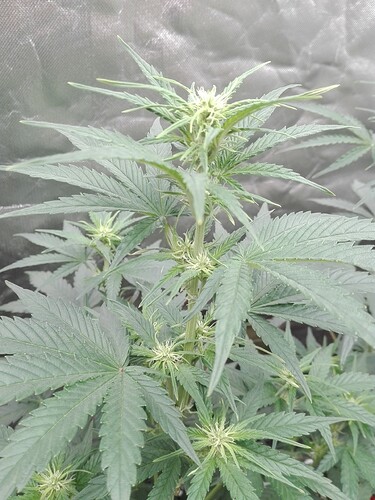 Growreport Bild 16