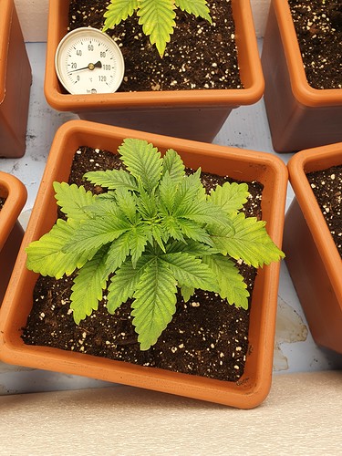Growreport Bild 12