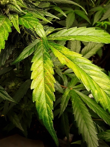 Growreport Bild 19