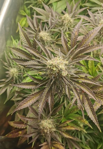 Growreport Bild 14