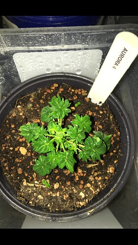 Growreport Bild 5