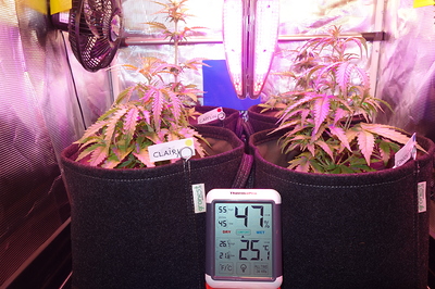 Growreport Bild 1