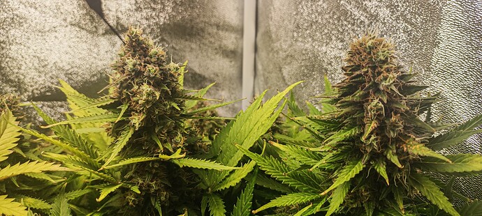 Growreport Bild 15