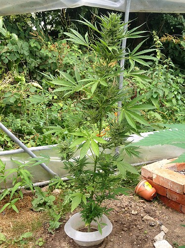Growreport Bild 17