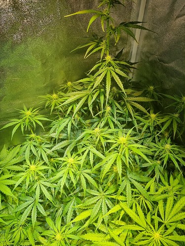 Growreport Bild 4