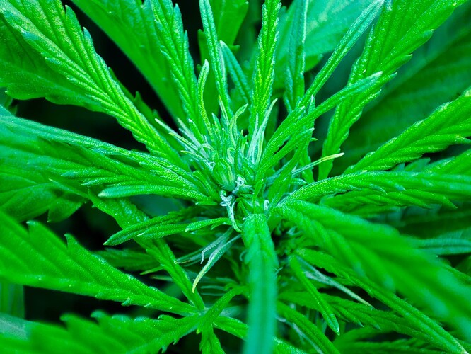 Growreport Bild 55