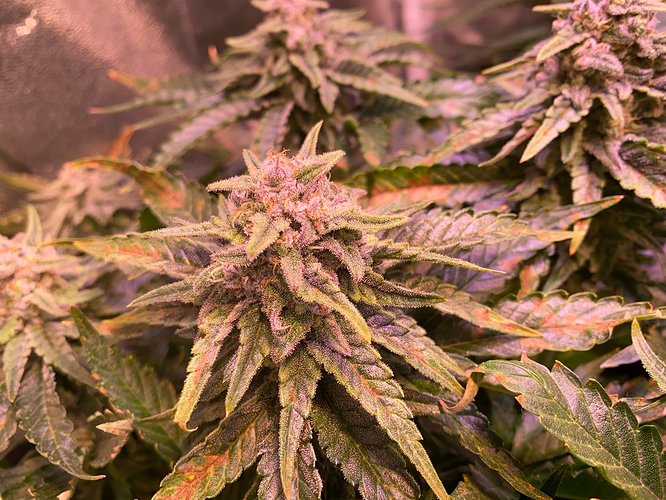 Growreport Bild 24