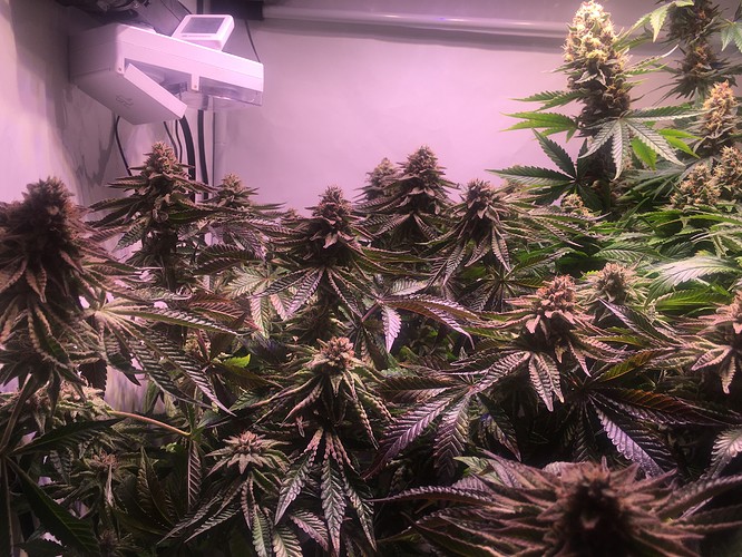 Growreport Bild 4
