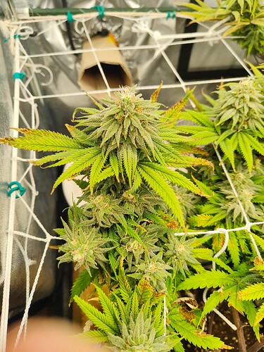 Growreport Bild 2