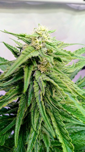 Growreport Bild 5