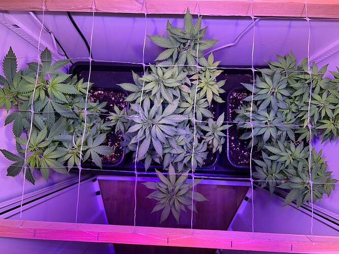 Growreport Bild 3