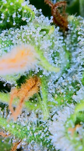 Growreport Bild 8