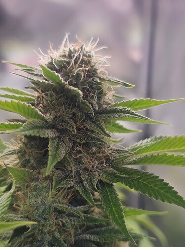Growreport Bild 18