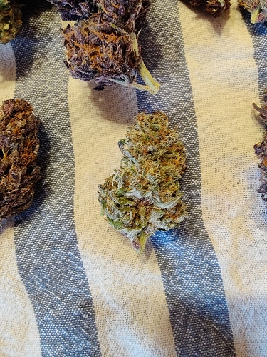 Growreport Bild 30